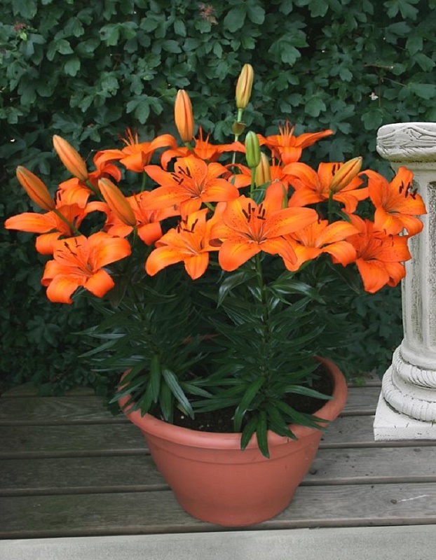 Лилия Оранж Тон 